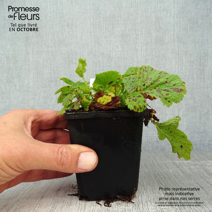Exemplar von Geum Cosmopolitan - Nelkenwurz Kleine Töpfe von 8/9 cm wie im Herbst geliefert