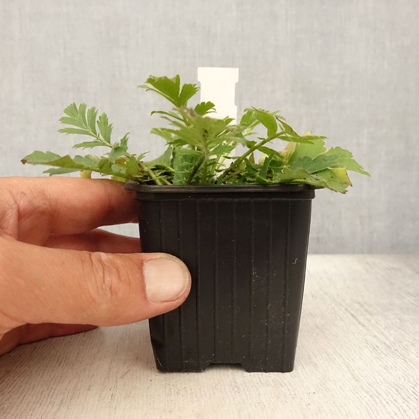 Exemplar von Geum triflorum - Dreiblütige Nelkenwurz Kleine Töpfe von 8/9 cm wie im Sommer geliefert