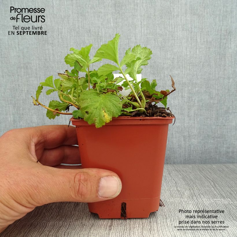 Exemplar von Geum Tutti Frutti - Nelkenwurz Kleine Töpfe von 8/9 cm wie im Sommer geliefert
