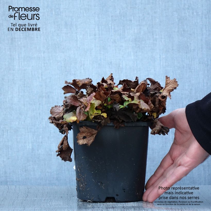 Exemplar von Geum Tutti Frutti - Nelkenwurz Topf mit 2L/3L wie im Herbst geliefert