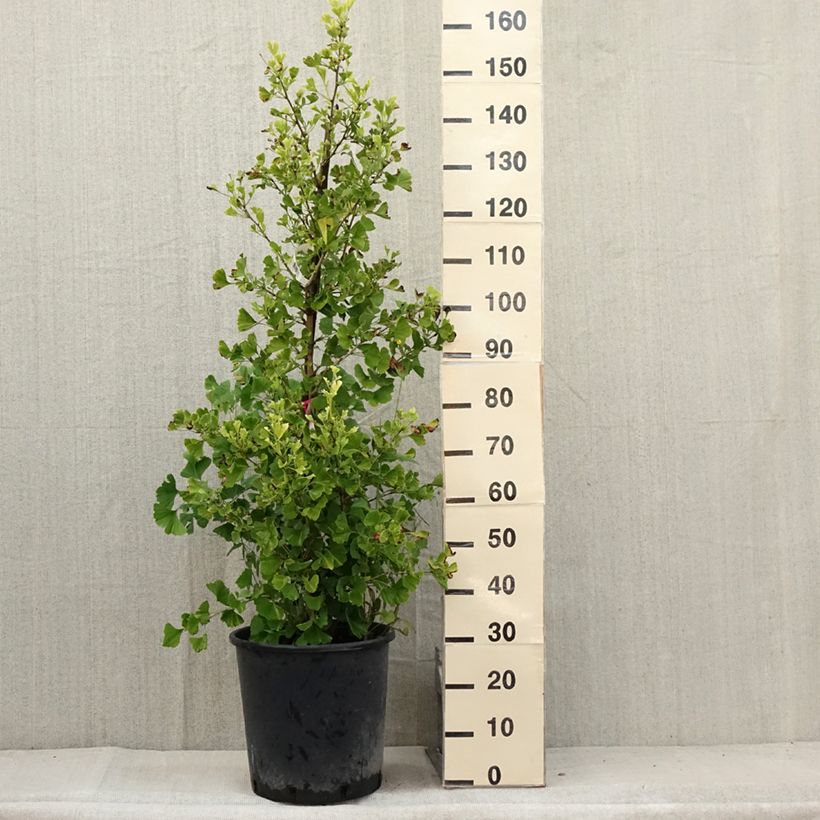 Exemplar von Ginkgo biloba Eiffel - Fächerblattbaum Topf mit 30L/35LGelieferte Höhe ca. 175/200cm wie im Sommer geliefert