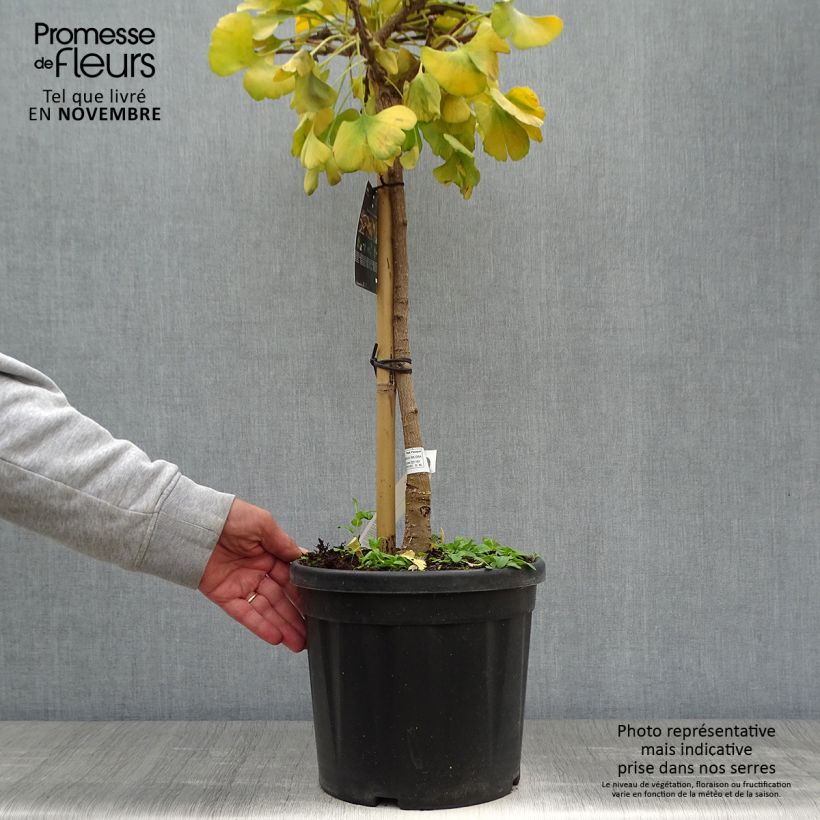 Exemplar von Ginkgo biloba Mariken - Fächerblattbaum Topf mit 7,5L/10L wie im Herbst geliefert