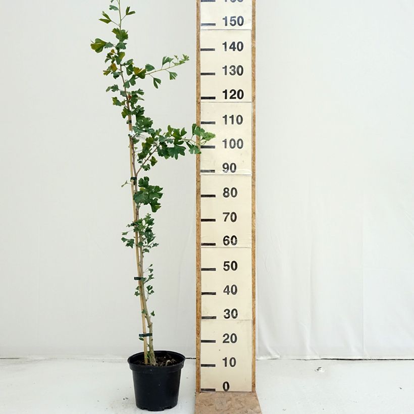Exemplar von Ginkgo biloba Menhir - Fächerblattbaum Topf mit 4L/5L wie im Sommer geliefert