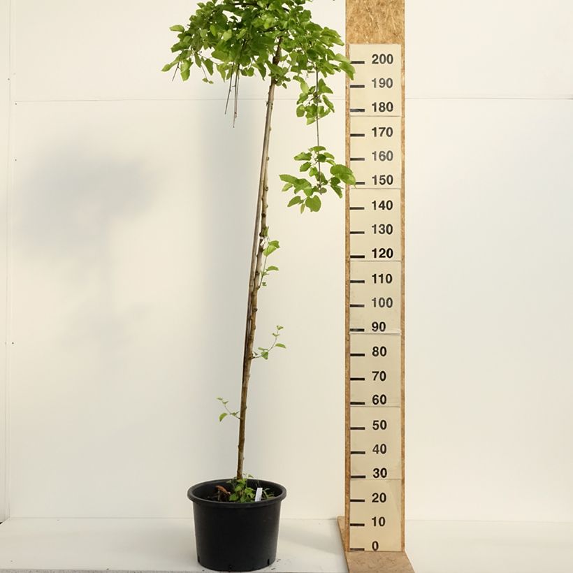 Exemplar von Ginkgo biloba Pendula - Fächerblattbaum Topf mit 12L/15L wie im Frühjahr geliefert