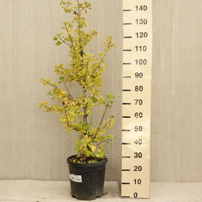 Exemplar von Ginkgo biloba Simon - Fächerblattbaum Topf mit 18L/20L wie im Herbst geliefert