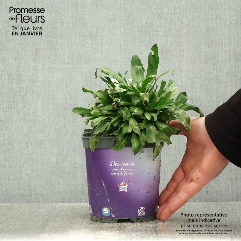 Exemplar von Garten-Goldlack Spice Island - Erysimum Topf mit 2L/3L wie im Winter geliefert
