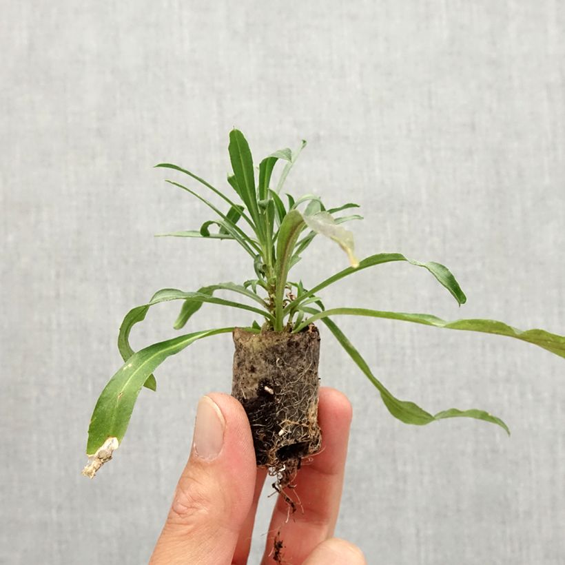 Exemplar von Erysimum x linifolium Winter Spirit - Garten-Goldlack Mini-Plug Ø 3/4 cm wie im Herbst geliefert