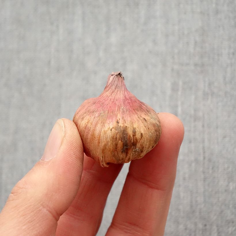 Exemplar von Gladiolus carneus Albidus - Gladiole Zwiebel Kaliber/Größe 6+ wie im Frühjahr geliefert