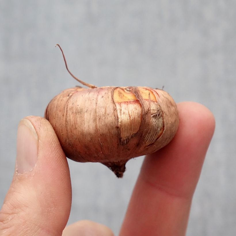 Exemplar von Großblütige Gladiole Ovatie - Gladiolus Zwiebel Kaliber/Größe 12+ wie im Frühjahr geliefert