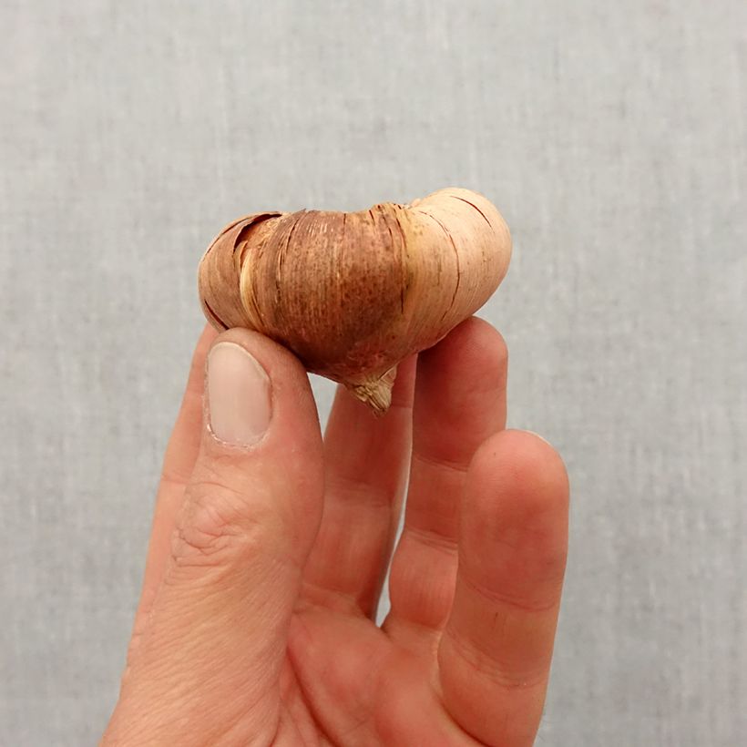 Exemplar von Großblütige Gladiole Sweet Blue - Gladiolus Zwiebel Kaliber/Größe 12+ wie im Frühjahr geliefert