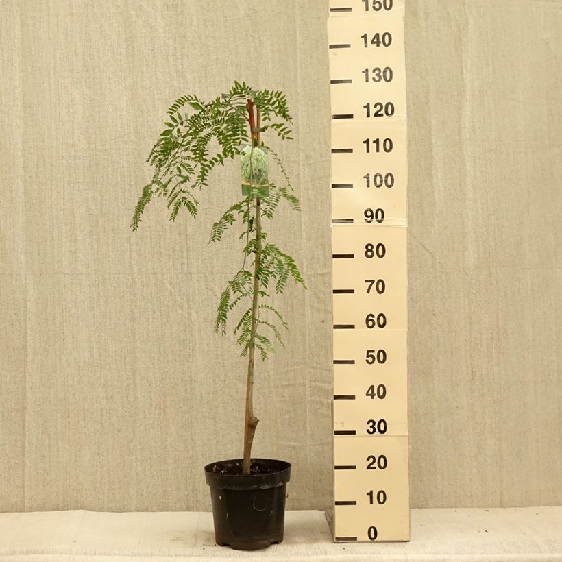 Exemplar von Gleditsia triacanthos Emerald Cascade - Gleditschie Topf mit 7,5L/10LGelieferte Höhe ca. 120/140cm wie im Sommer geliefert