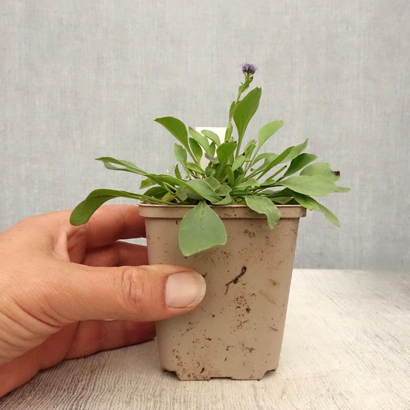 Exemplar von Globularia punctata - Kugelblume Kleine Töpfe von 8/9 cm wie im Sommer geliefert