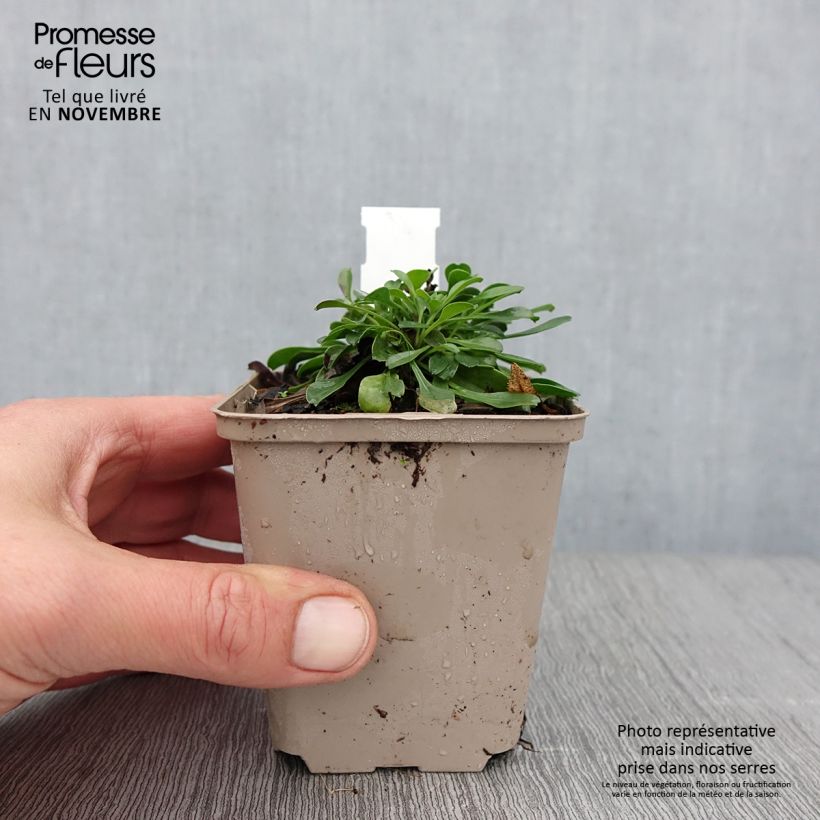 Exemplar von Globularia trichosantha - Kugelblume Kleine Töpfe von 8/9 cm wie im Herbst geliefert