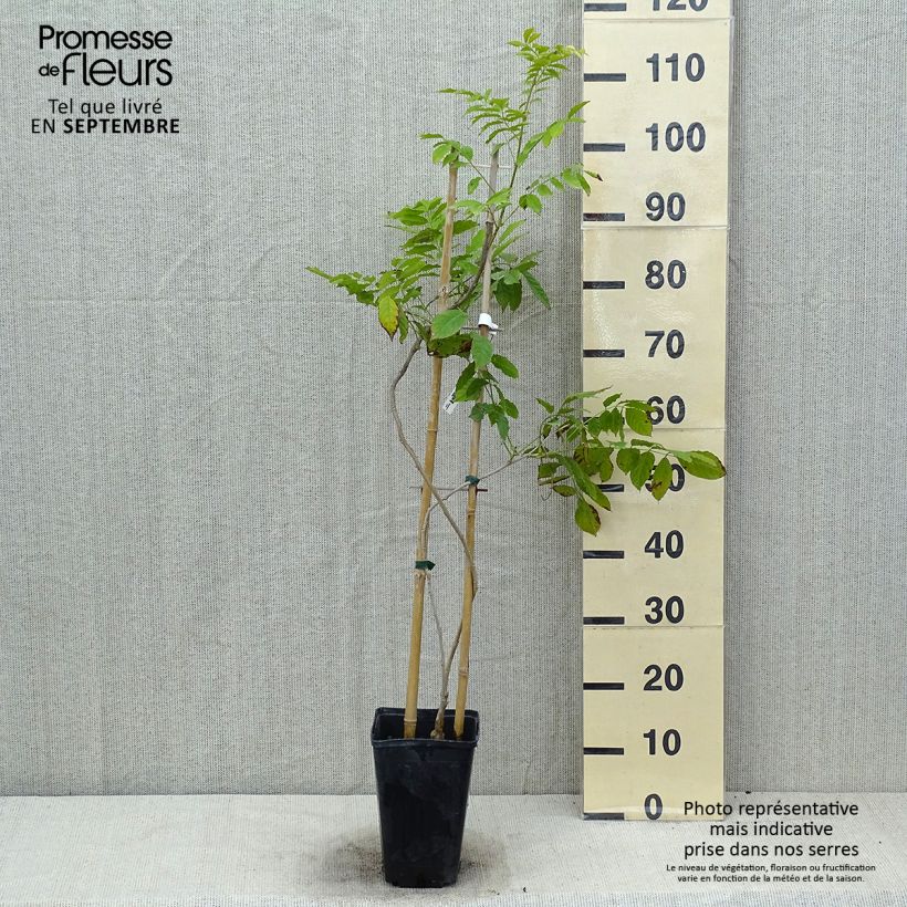 Exemplar von Wisteria sinensis Blue Line - Chinesische Glyzinie Topf mit 2L/3L wie im Sommer geliefert