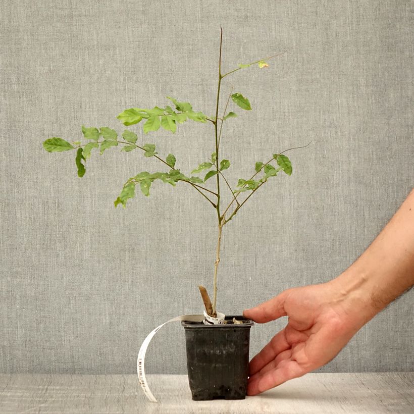 Exemplar von Wisteria sinensis Alba - Chinesische Glyzinie Kleine Töpfe von 8/9 cm wie im Sommer geliefert