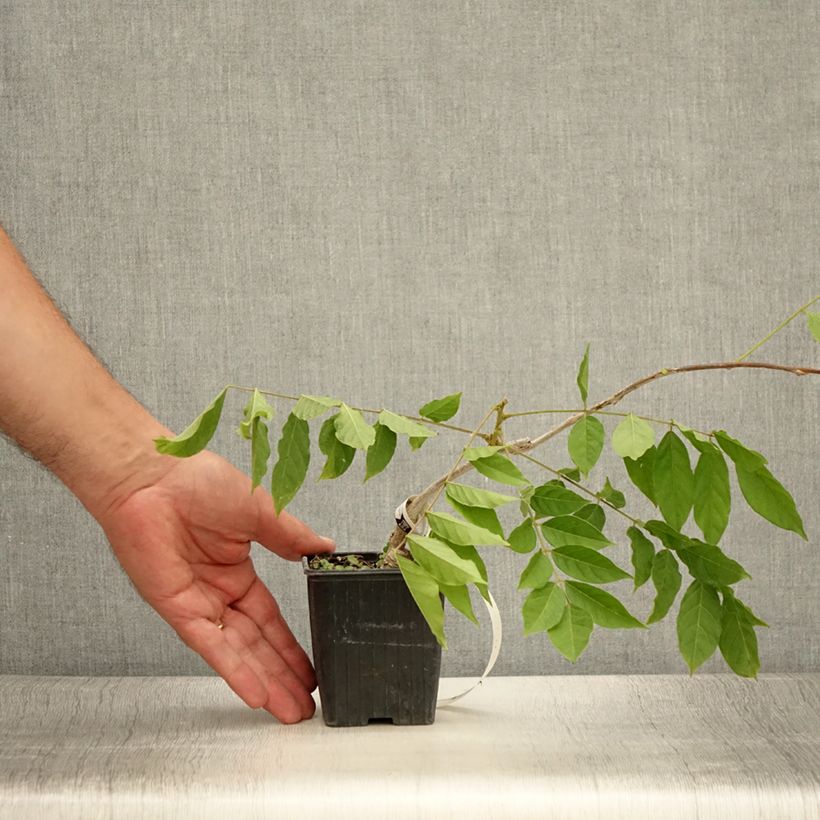 Exemplar von Wisteria sinensis - Chinesische Glyzinie Kleine Töpfe von 8/9 cm wie im Sommer geliefert