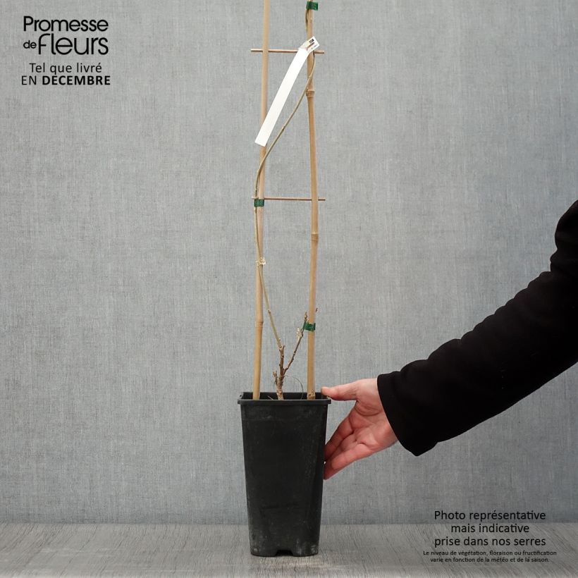 Exemplar von Wisteria sinensis Flore Pleno - Chinesische Glyzinie Topf mit 3L/4L wie im Herbst geliefert