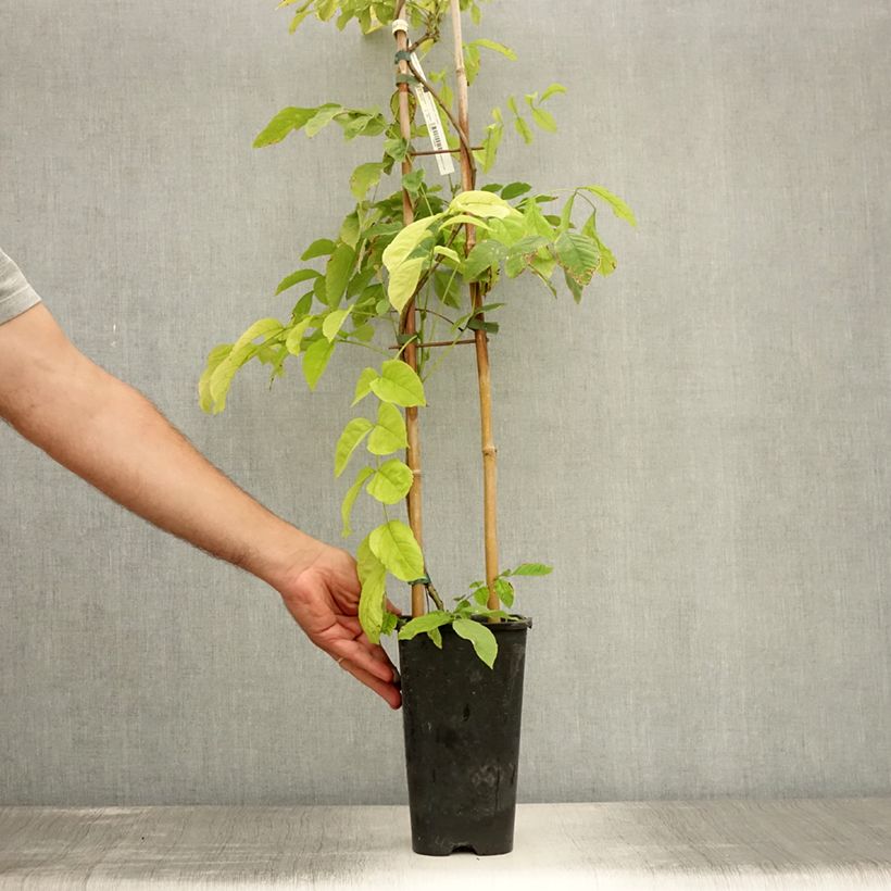 Exemplar von Wisteria sinensis - Chinesische Glyzinie Topf mit 2L/3L wie im Sommer geliefert