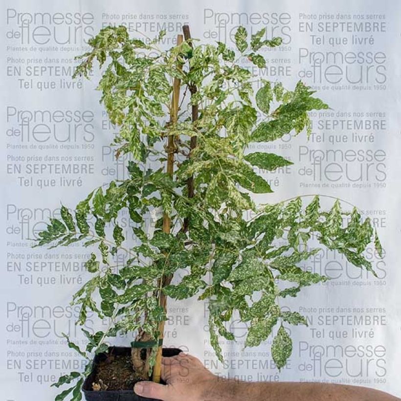 Beispiel eines Exemplars von Wisteria floribunda Variegata - Reichblütige Glyzinie Topf mit 2L/3L wie geliefert