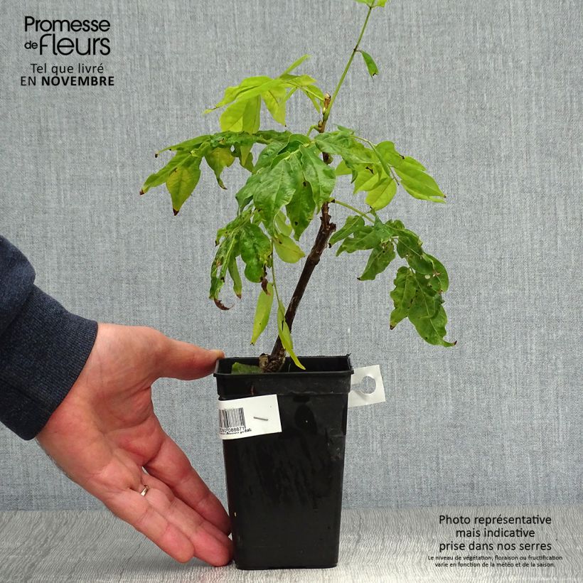 Exemplar von Wisteria venusta Grande Diva Nathalie - Blauregen Topf mit 1L/1,5L wie im Herbst geliefert