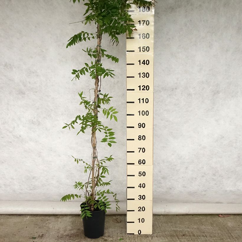 Exemplar von Wisteria floribunda Lawrence - Reichblütige Glyzinie Topf mit 6L/7L wie im Sommer geliefert