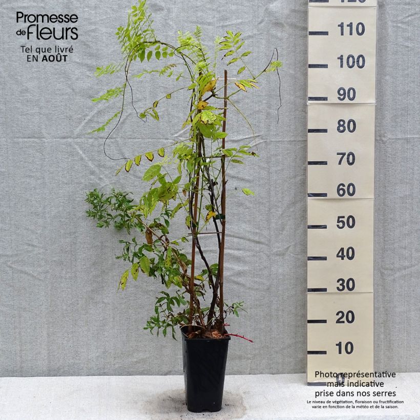 Exemplar von Wisteria floribunda Ed's Blue Dragon - Reichblütige Glyzinie Topf mit 2L/3L wie im Sommer geliefert
