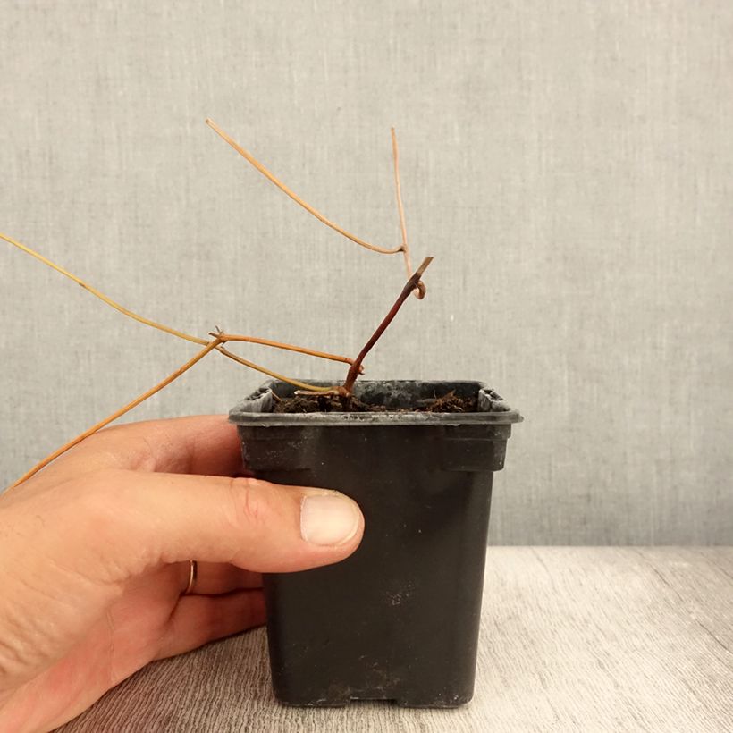 Exemplar von Amerikanische Erdbirne - Apios americana Kleine Töpfe von 8/9 cm wie im Sommer geliefert