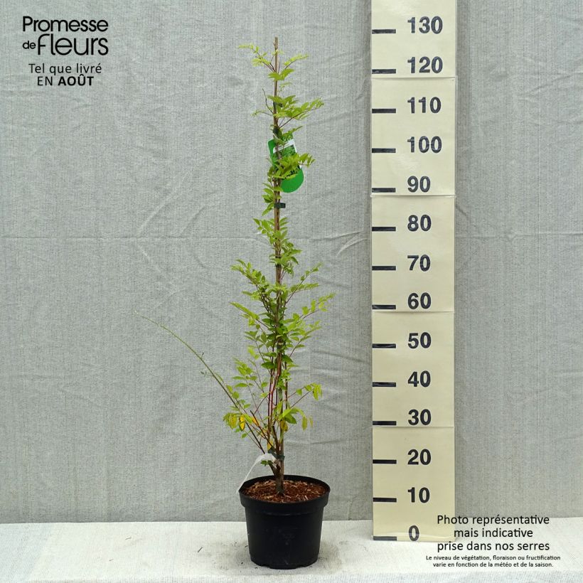 Exemplar von Wisteria frutescens Longwood Purple - Blauregen Topf mit 3L/4L wie im Sommer geliefert