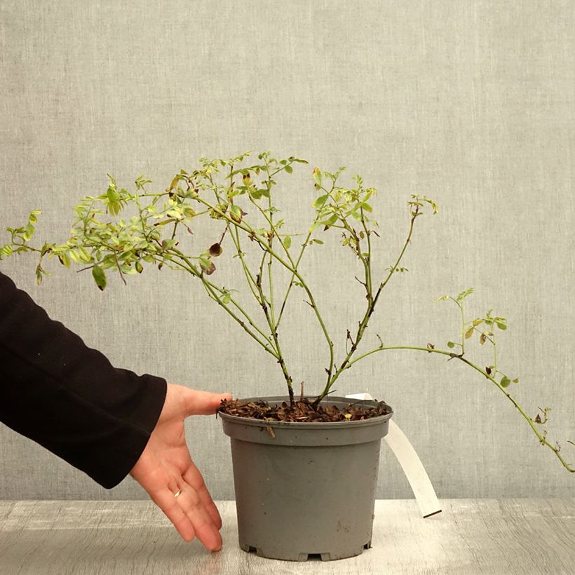 Exemplar von Süßholz - Glycyrrhiza glabra Topf mit 2L/3L wie im Herbst geliefert