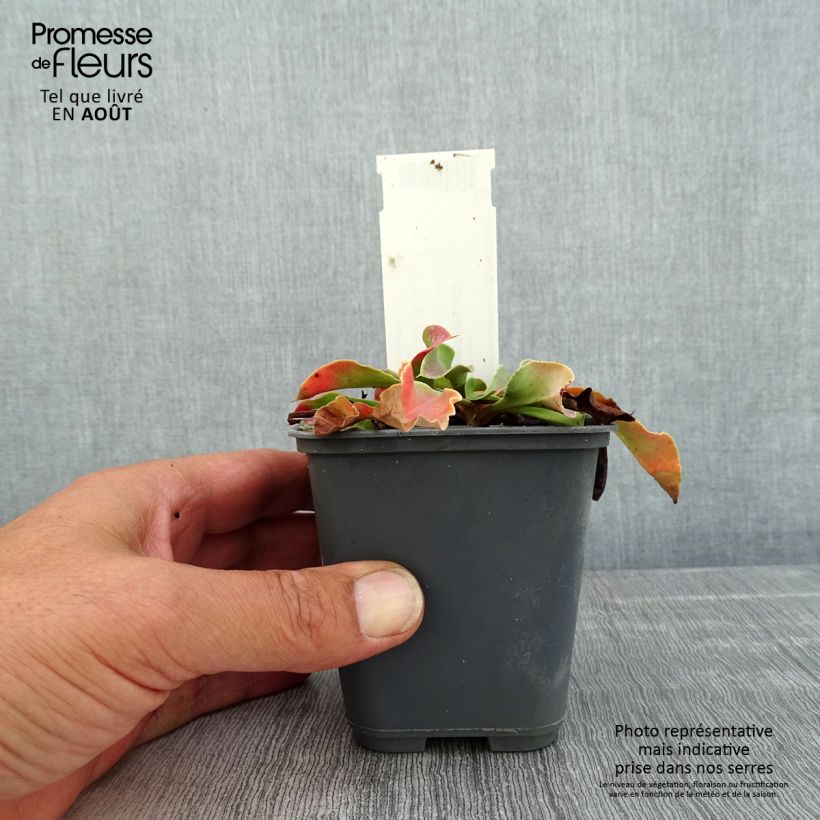 Exemplar von Goniolimon collinum - Steppenschleier Kleine Töpfe von 8/9 cm wie im Sommer geliefert
