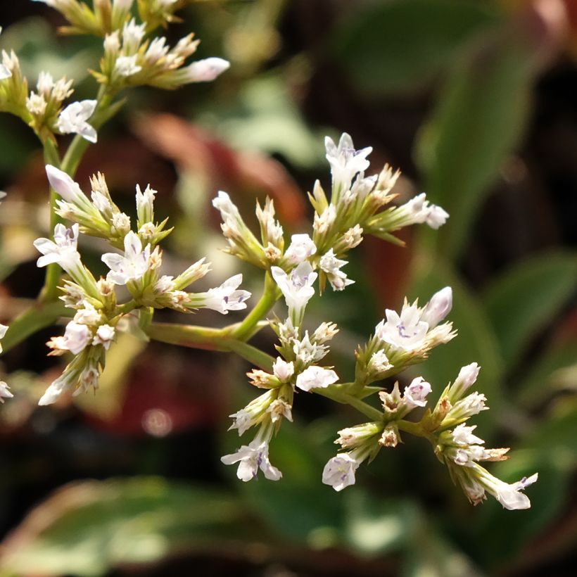 Goniolimon collinum - Steppenschleier (Blüte)