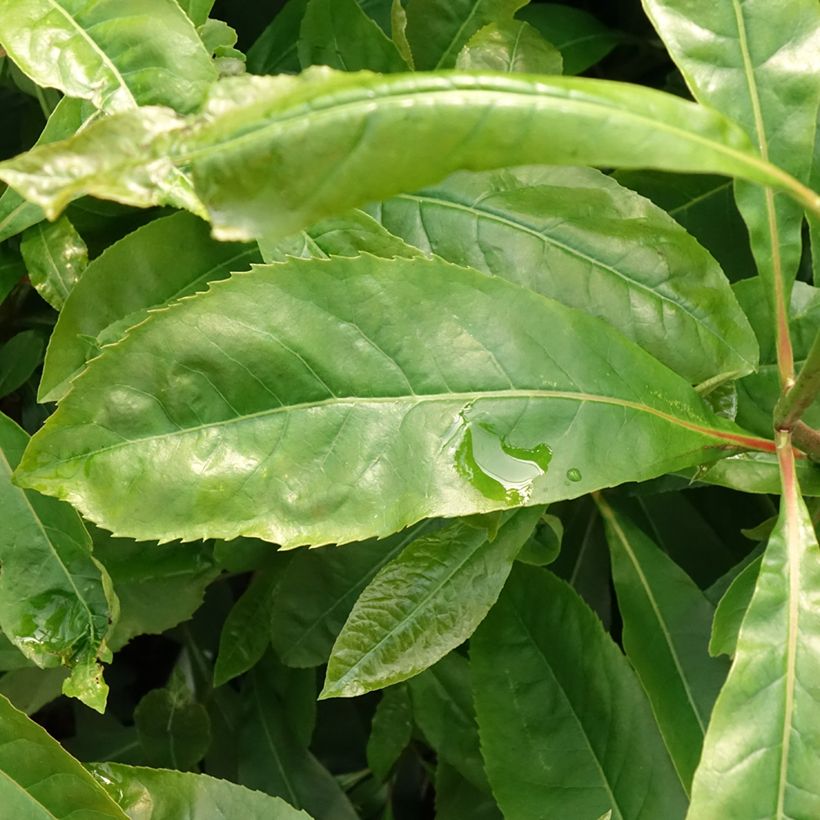 Gordlinia grandiflora (Laub)