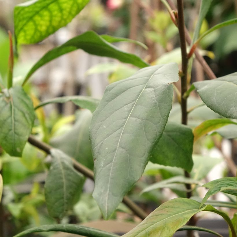 Gordlinia grandiflora (Laub)