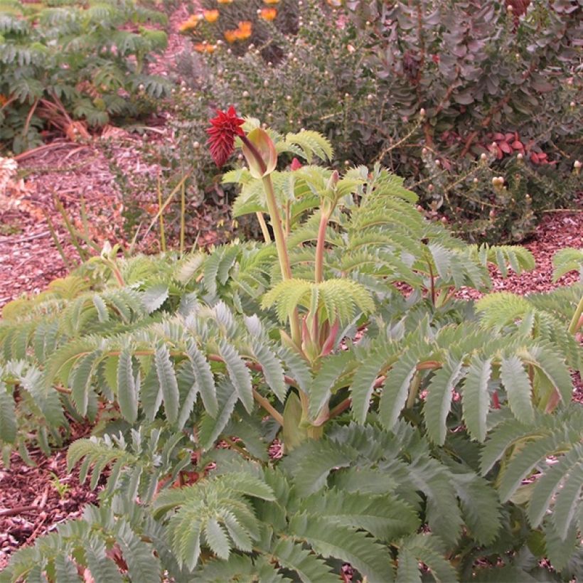Melianthus major (Samen) - Honigstrauch (Hafen)