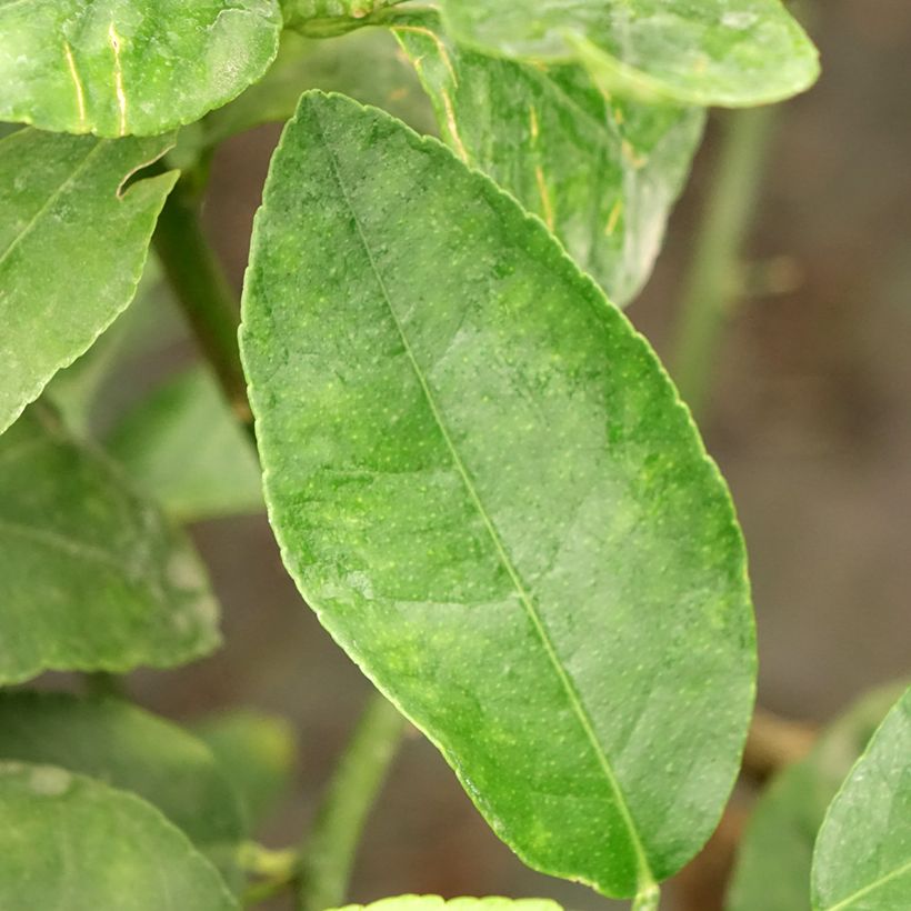 Hybride Zitrone - Citrus x latifolia (Laub)
