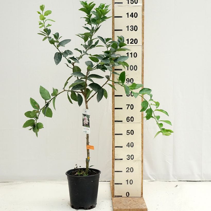 Exemplar von Hybride Zitrone - Citrus x latifolia Topf mit 7,5L/10L, Halbstamm wie im Sommer geliefert
