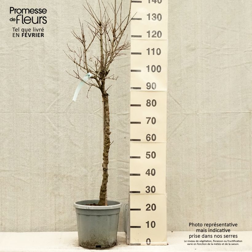 Exemplar von Punica granatum California Sunset - Granatapfelbaum Topf mit 7,5L/10L wie im Winter geliefert