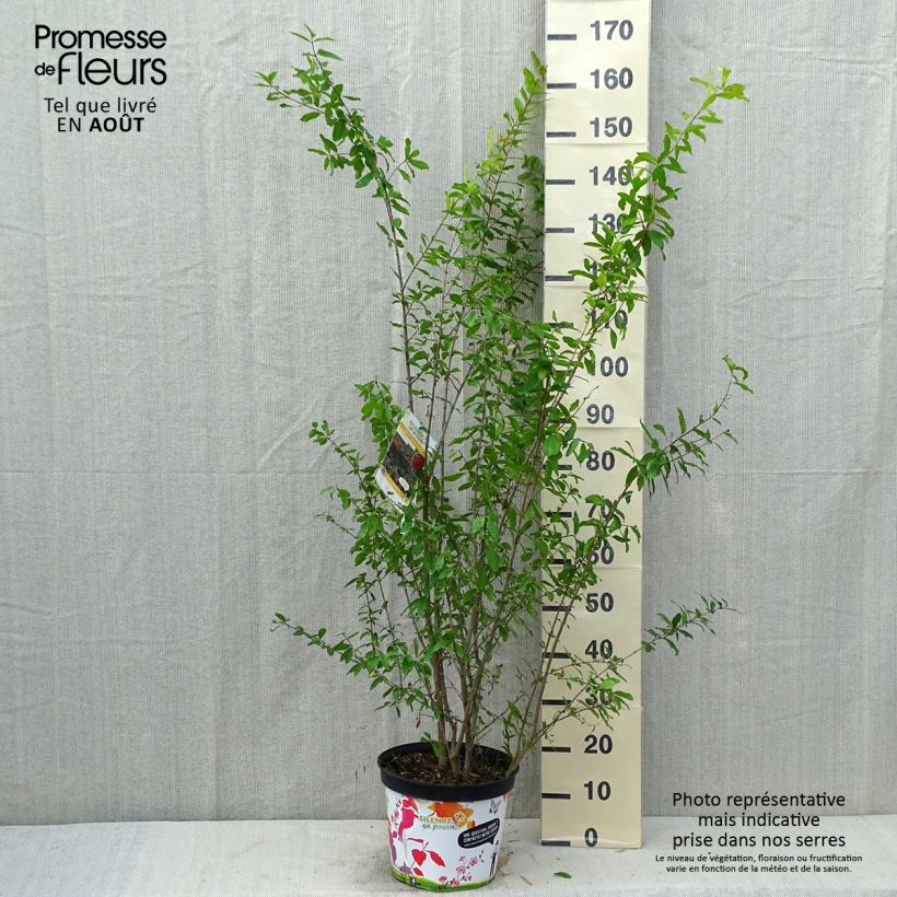 Exemplar von Granatapfelbaum Plena - Punica granatum Topf mit 7,5L/10L wie im Sommer geliefert