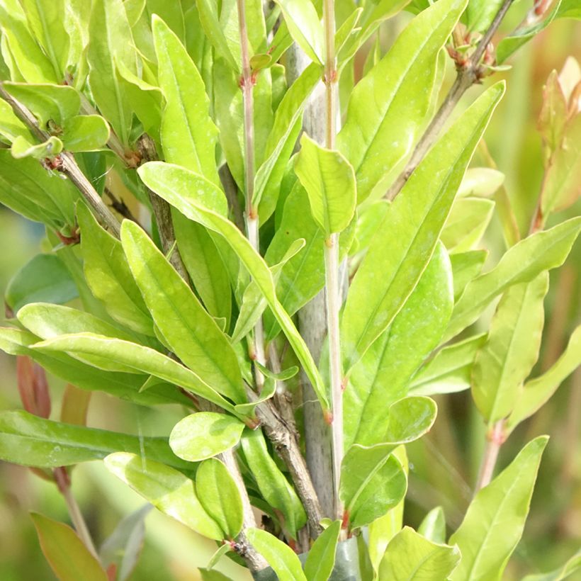 Granatapfelbaum Dente di leone - Punica granatum (Laub)