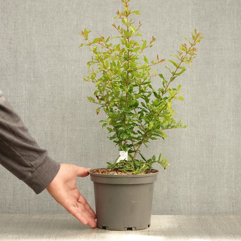 Exemplar von Granatapfelbaum Parfianka - Punica granatum Topf mit 3L/4L, Strauch wie im Sommer geliefert