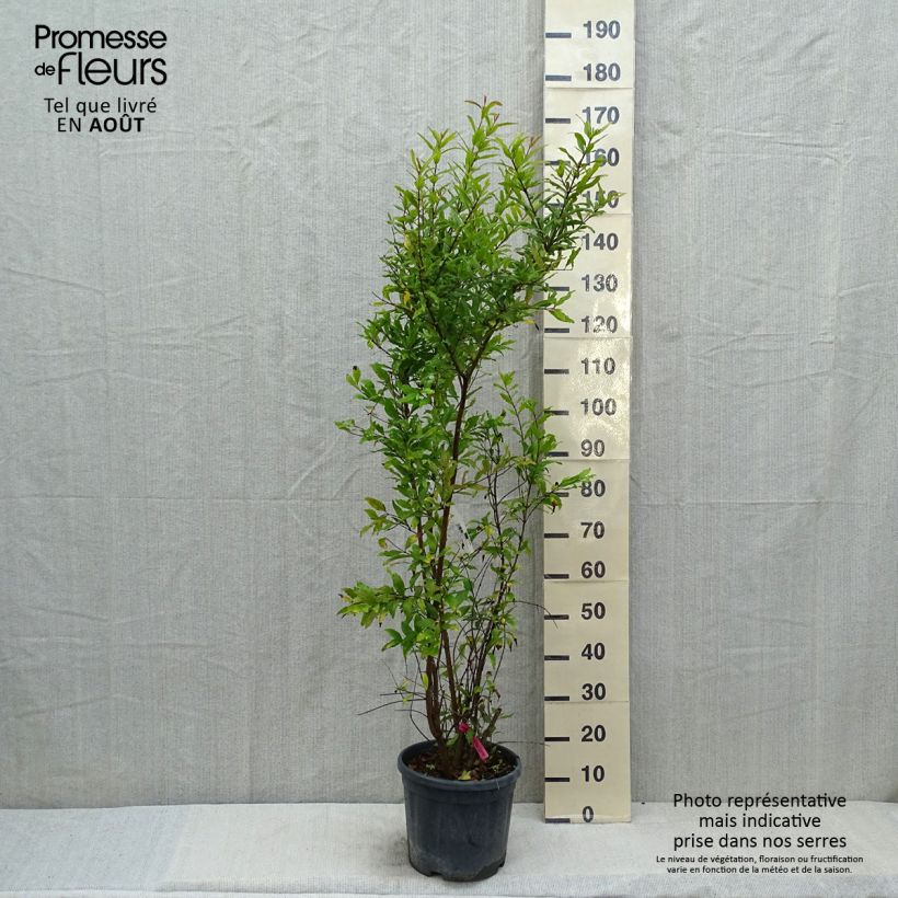 Exemplar von Granatapfelbaum - Punica granatum Topf mit 7,5L/10L, Strauch wie im Sommer geliefert
