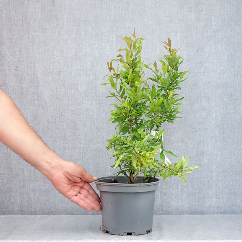 Exemplar von Granatapfelbaum Wonderful - Punica granatum Topf mit 3L/4L, Strauch/Busch, mehrstämmig wie im Sommer geliefert