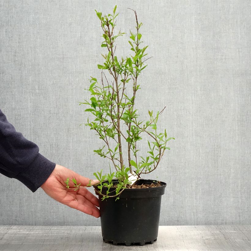 Exemplar von Granatapfelbaum Wonderful - Punica granatum Topf mit 3L/4L, Strauch/Busch, mehrstämmigGelieferte Höhe ca. 30/40cm wie im Frühjahr geliefert