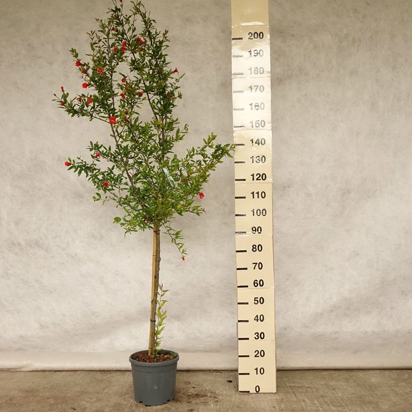 Exemplar von Granatapfelbaum Wonderful - Punica granatum Topf mit 7,5L/10L, Halbstamm wie im Sommer geliefert