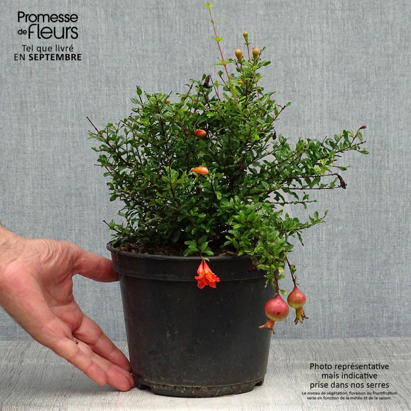 Exemplar von Granatapfelbaum Chico - Punica granatum Topf mit 3L/4L, Strauch/Busch, mehrstämmig wie im Herbst geliefert