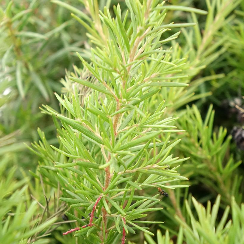 Grevillea gracilis Clearview David - Silbereiche (Laub)