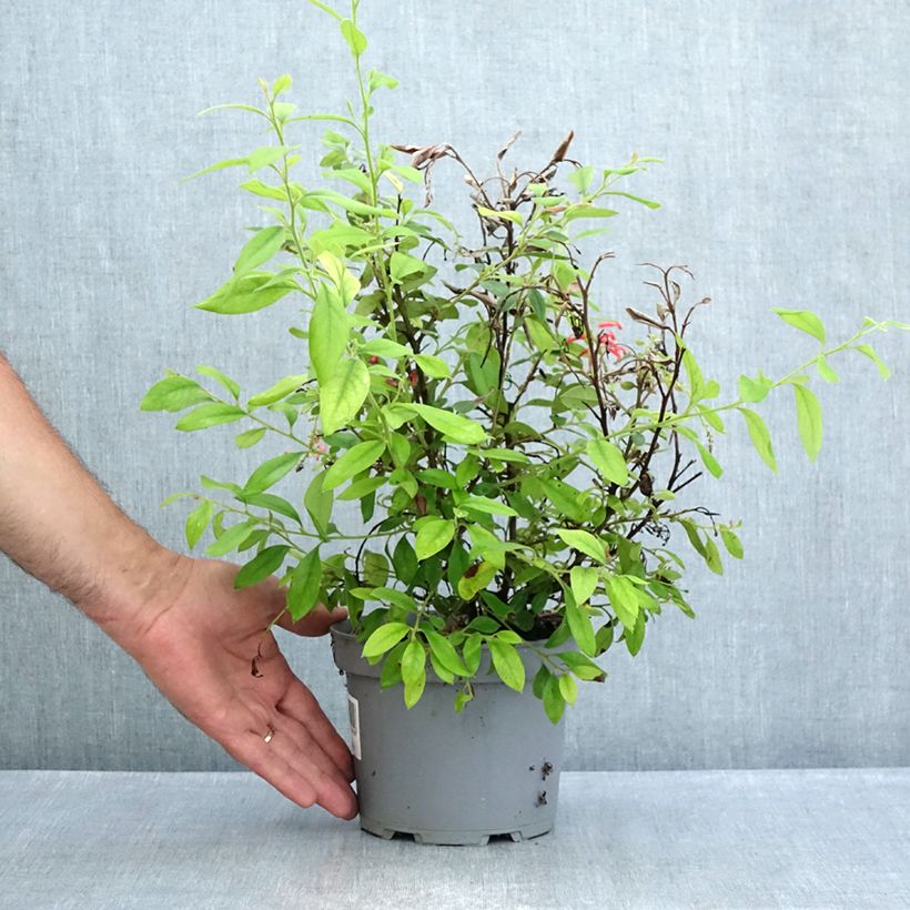 Exemplar von Grevillea rhyolitica - Australische Silbereiche Topf mit 2L/3L wie im Sommer geliefert