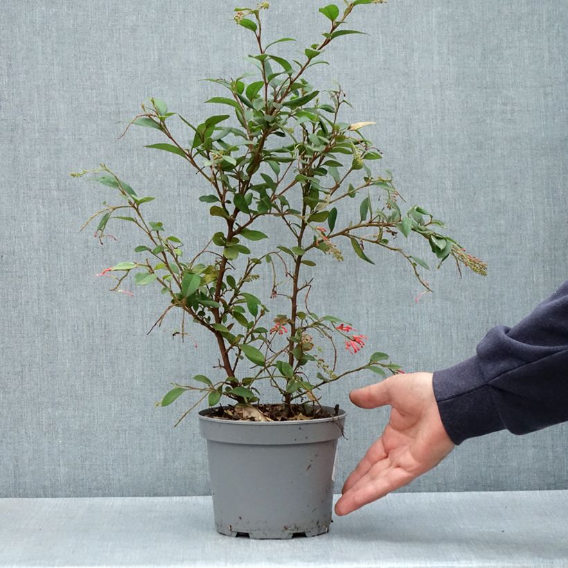 Exemplar von Grevillea rhyolitica - Australische Silbereiche Topf mit 2L/3LGelieferte Höhe ca. 30/40cm wie im Frühjahr geliefert