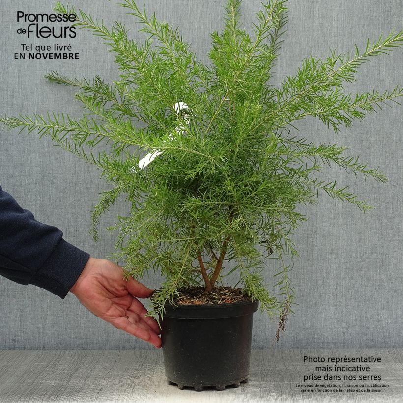 Exemplar von Grevillea rosmarinifolia Rosa Jenkinsii - Rosmarin-Silbereiche Topf mit 3L/4L wie im Herbst geliefert