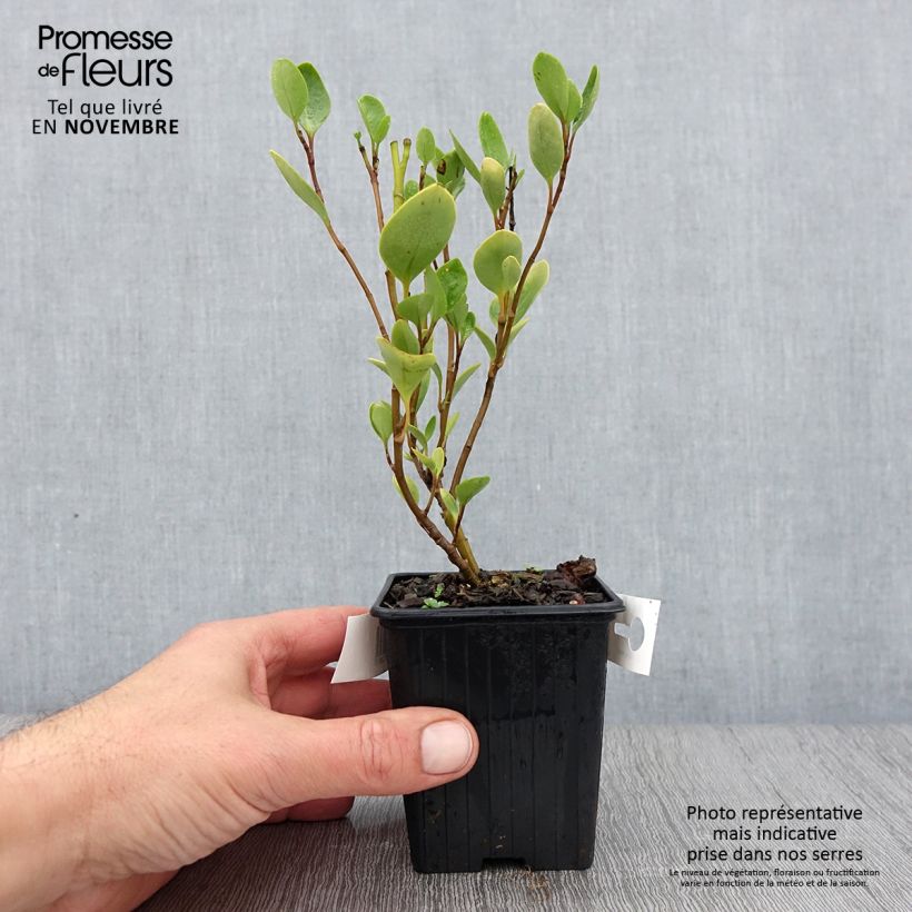 Exemplar von Griseline - Griselinia littoralis Kleine Töpfe von 8/9 cm wie im Herbst geliefert